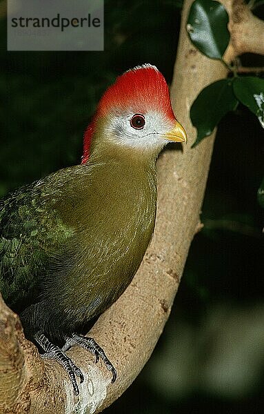 Rothaubenturako (tauraco erythrolophus)  ERWACHSENER AUF BRANCHE  KENIA