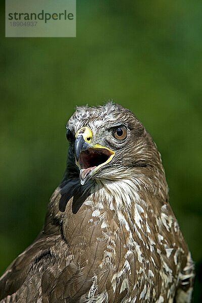 Mäusebussard (buteo buteo)  PORTRAIT EINES ERWACHSENEN RUFENS