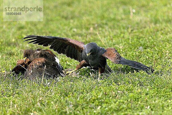 HARRIS HAWK (parabuteo unicinctus)  ERWACHSENE JAGEN NACH BEUTETEN