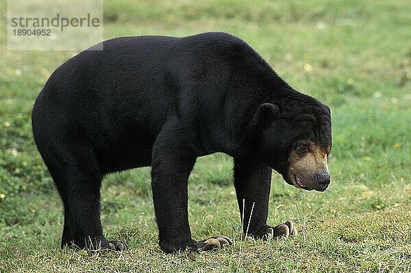 ERWACHSENER MALAISCHER SONNENBÄR (helarctos malayanus) AUF GRAS