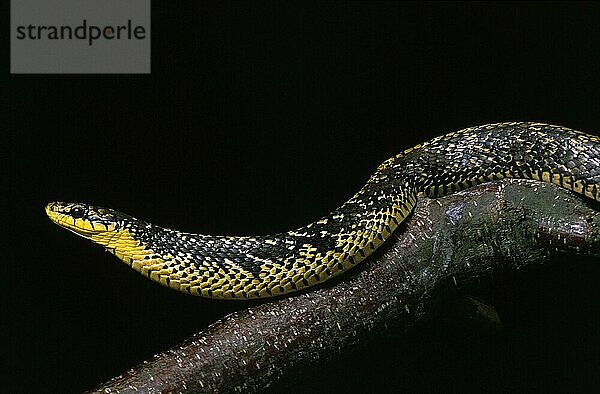 Tropische Ringelnatter (spilotes pullatus)  Erwachsener vor schwarzem Hintergrund