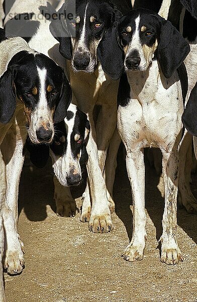 Großer ANGLO-FRANZÖSISCHER WEISSER UND SCHWARZER JAGDHUND  RUDEL VON ERWACHSENEN