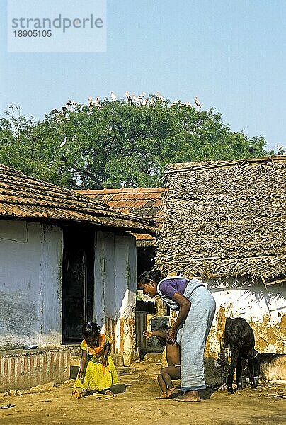 Einheimische Dorfbewohner schützen die Vögel im konnthankulam-Vogelschutzgebiet in der Nähe von Tirunelveli  Tamil Nadu  Südindien  Indien  Asien