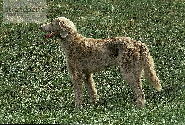 Langhaariger Weimaraner Vorstehhund  Erwachsener stehend auf Gras