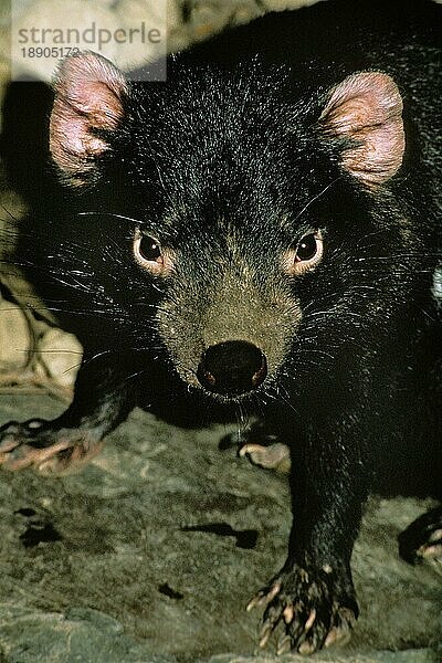 Tasmanischer Teufel  sarcophilus harrisi  Porträt eines Erwachsenen  Australien  Ozeanien