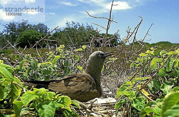 SCHWARZER NABEL (anous minutus)  ERWACHSENER IM NEST  AUSTRALIEN