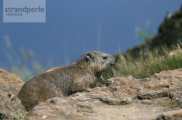 FELSENHYRAX (procavia capensis) ODER KAPENHYRAX  ERWACHSENE AUF FELSEN  KENIA