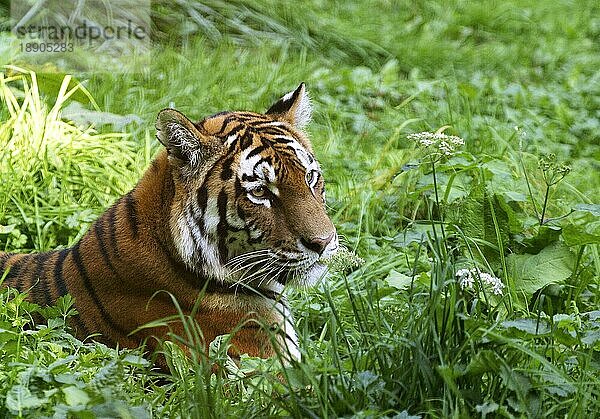 SIBERISCHER TIGER (panthera tigris altaica)  KOPF EINES ERWACHSENEN IM LANGEN GRAS