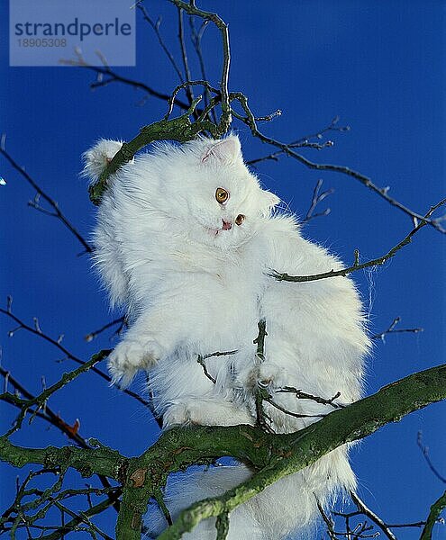 Shell Cameo Perser Hauskatze  Erwachsene hockt in Baum gegen blauen Himmel