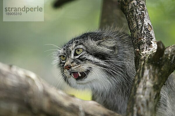 Manul (otocolobus manul) oder Manul  Porträt eines Erwachsenen