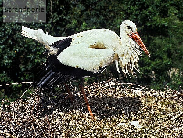 Weißstorch (ciconia ciconia)  Erwachsener auf Nest mit Eiern  Elsass in Frankreich