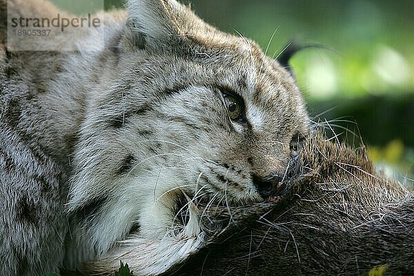 EUROPÄISCHER LYNCH (felis lynx)  ERWACHSENER FÜTTERT AUF ROHHIRSCHKILLUNG