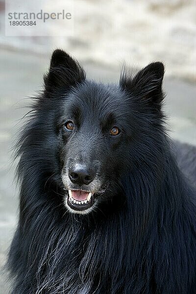 Belgischer Schäferhund  Groenendael  Portrait eines Rüden