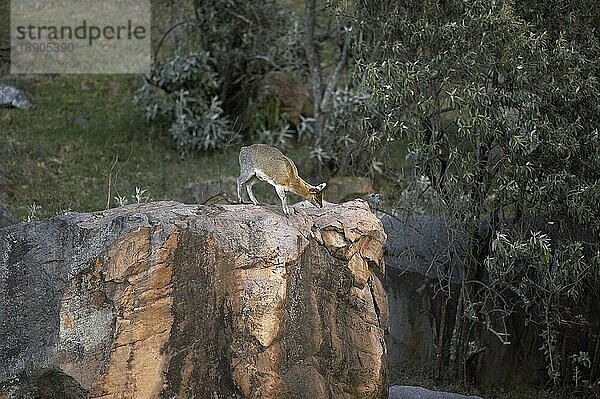 Klippspringer (oreotragus oreotragus)  Erwachsener auf Felsen  Hell's Gate Park in Kenia