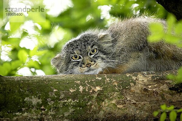 MANUL- (Otocolobus manul) ODER PALLAS-KATZE  ERWACHSENER AM BRANCH