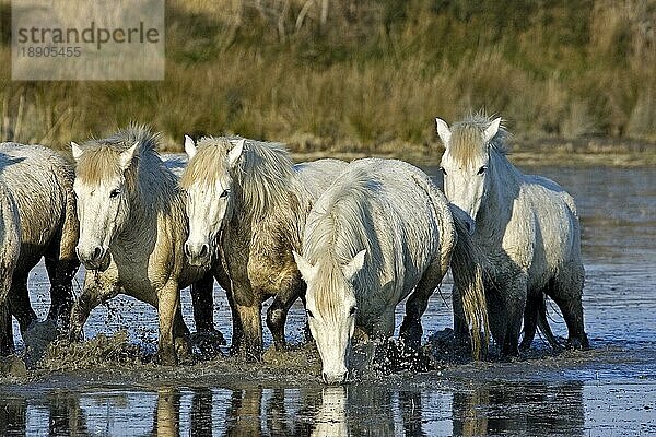 CAMARGUE PFERD  HERDE IM SUMPF  SAINTES MARIE DE LA MER IM SÜDEN VON Frankreich