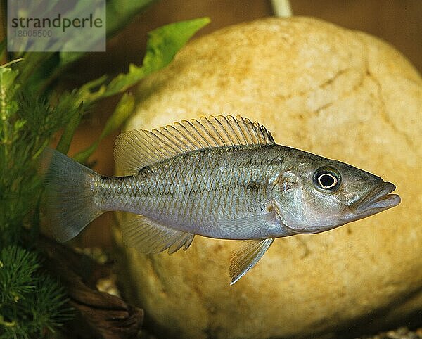 Buntbarsch (Haplochromis)  seitlich