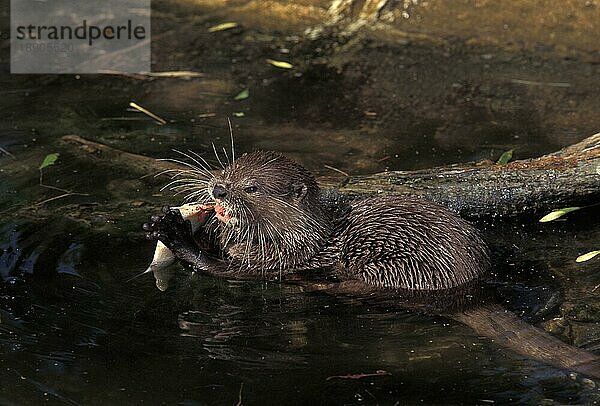 KURZSCHNÄPPCHEN-OTTER (aonyx cinerea)  ERWACHSENE FISCHFRAßEN