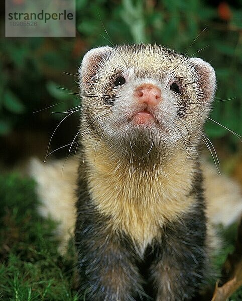 Europäischer Iltis (mustela putorius)  Portrait eines Erwachsenen