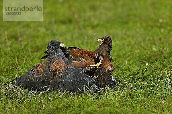 Harris Hawk (parabuteo unicinctus)  Erwachsene Kämpfende