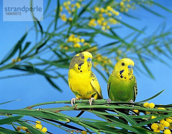 Wellensittich (melopsittacus undulatus)  PÄRCHEN VON ERWACHSENEN