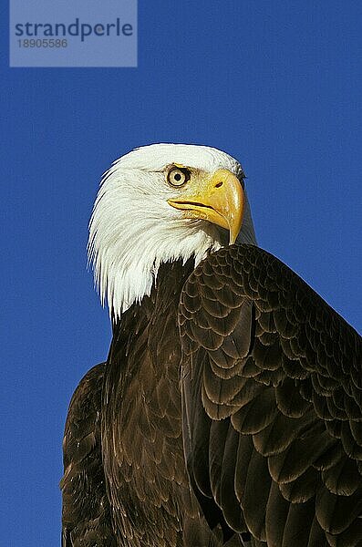 Weißkopfseeadler (haliaeetus leucocephalus)  Porträt eines Erwachsenen vor blauem Himmel