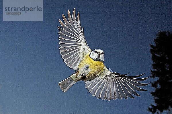 Blaumeise (parus caeruleus)  Erwachsener im Flug  Normandie