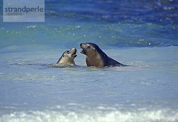 Australischer Seelöwe  neophoca cinere  Erwachsene spielen im Meer  Australien  Ozeanien