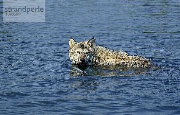 EUROPÄISCHER WOLF (canis lupus)  ERWACHSENER IM WASSER STEHend