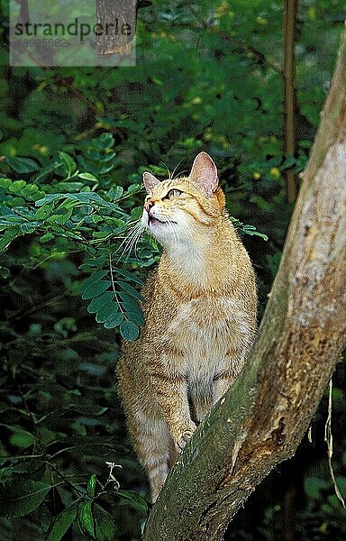 EUROPÄISCHE WILDCATTE (felis silvestris)  ERWACHSENER KLIMMERBAUM