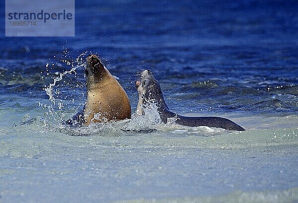 Australischer Seelöwe  neophoca cinere  Erwachsene spielen im Meer  Australien  Ozeanien