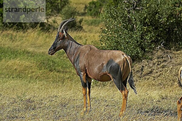 TOPI damaliscus korrigum  Erwachsener  Masai Mara Park in Kenia