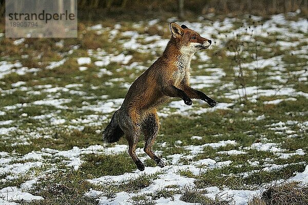 Rotfuchs (vulpes vulpes)  erwachsen springend  Normandie