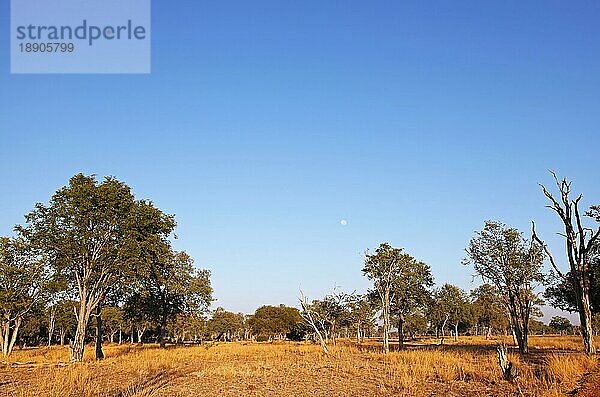 Landschaft im South Luangwa Nationalpark  Mfuwe-Sektor  Sambia  landscape in South Luangwa National Park  Zambia  Afrika