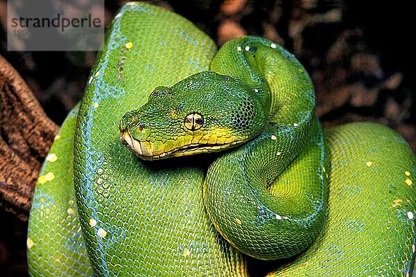 Grüner Baumpython (morelia viridis)  ERWACHSENER  UM DEN BRANCH GEWINNT