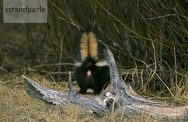 Gestreiftes Stinktier (mephitis mephitis)  Rückenansicht eines Erwachsenen