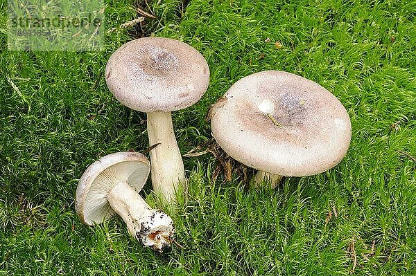 Nordischer Milchling (Lactarius trivialis)