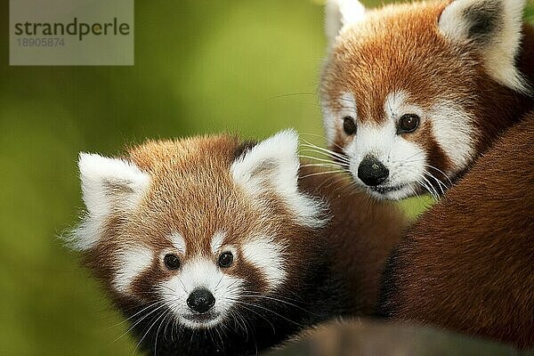 Roter Panda (ailurus fulgens)  Porträt von Erwachsenen