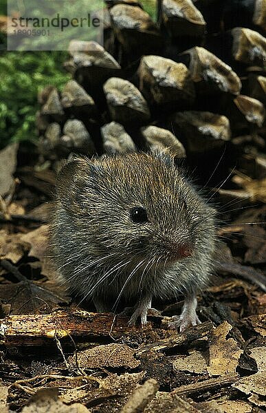 Wühlmaus (clethrionomys glareolus)  Erwachsener in der Nähe von Pine Cone