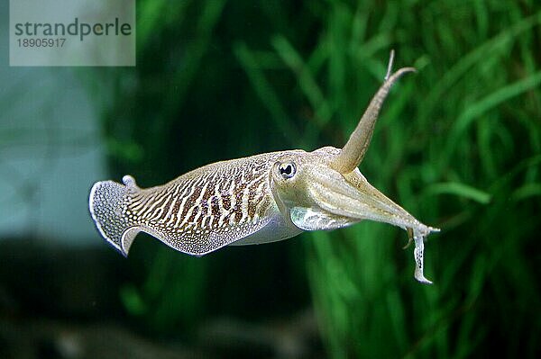 Tintenfisch  sepia sp. erwachsen