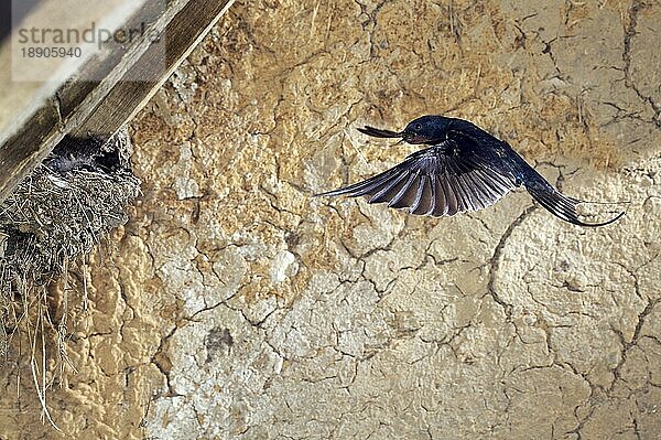 Rauchschwalbe (hirundo rustica)  Erwachsener im Flug  füttert Küken am Nest  Normandie