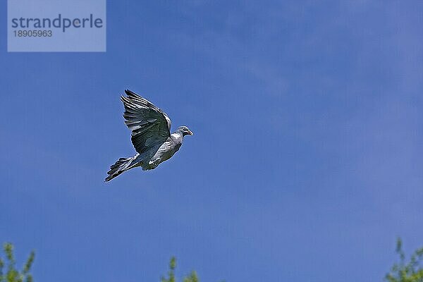 HOLZGÄNGER (columba palumbus)  ERWACHSENER IM FLUG  NORMANDY IN Frankreich