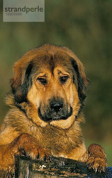 Tibetischer Mastiff Hund  Portrait eines Erwachsenen