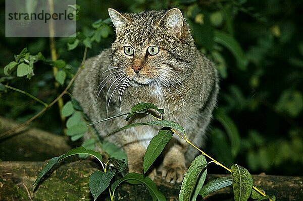 EUROPÄISCHE WILDCATTE (felis silvestris)  ERWACHSEN