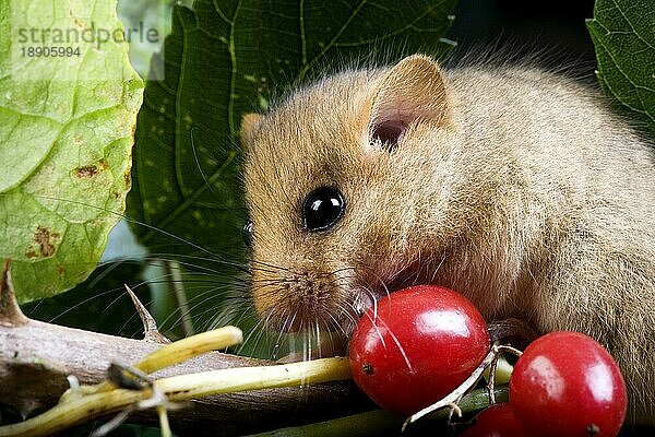 Haselmaus (muscardinus avellanarius)  erwachsen und Beeren  Normandie