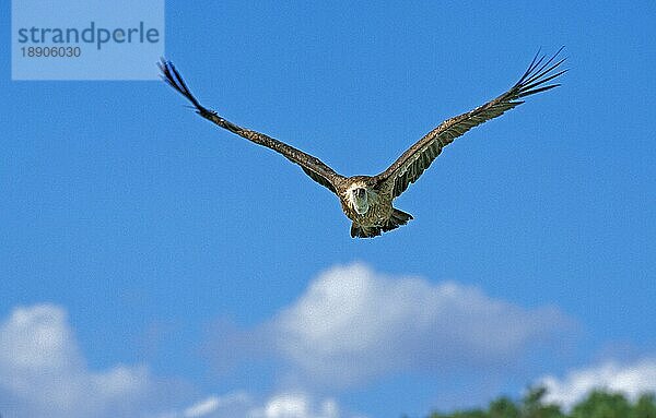 RUPPELL'S VULTURE gyps rüppellii  ERWACHSENE IM FLUG  KENIA