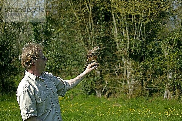 EUROPÄISCHER Sperber (accipiter nisus)  ERWACHSENER NACH REHA  RETTUNGSZENTRUM IN NORMANDY BEFREIT