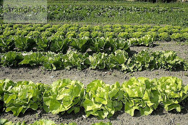 Salat-Feld  verschiedene Sorten