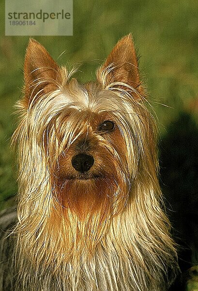 Silky Terrier  Portrait eines Erwachsenen