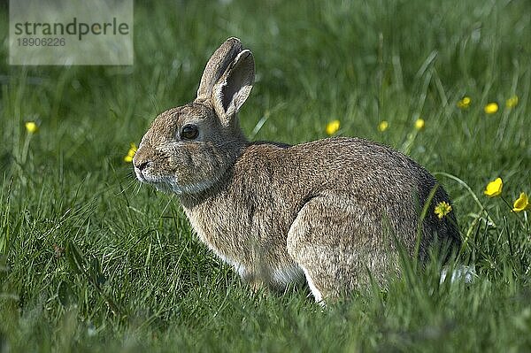 Europäisches Kaninchen (oryctolagus cuniculus) oder Wildkaninchen  erwachsen mit Blumen  Normandie